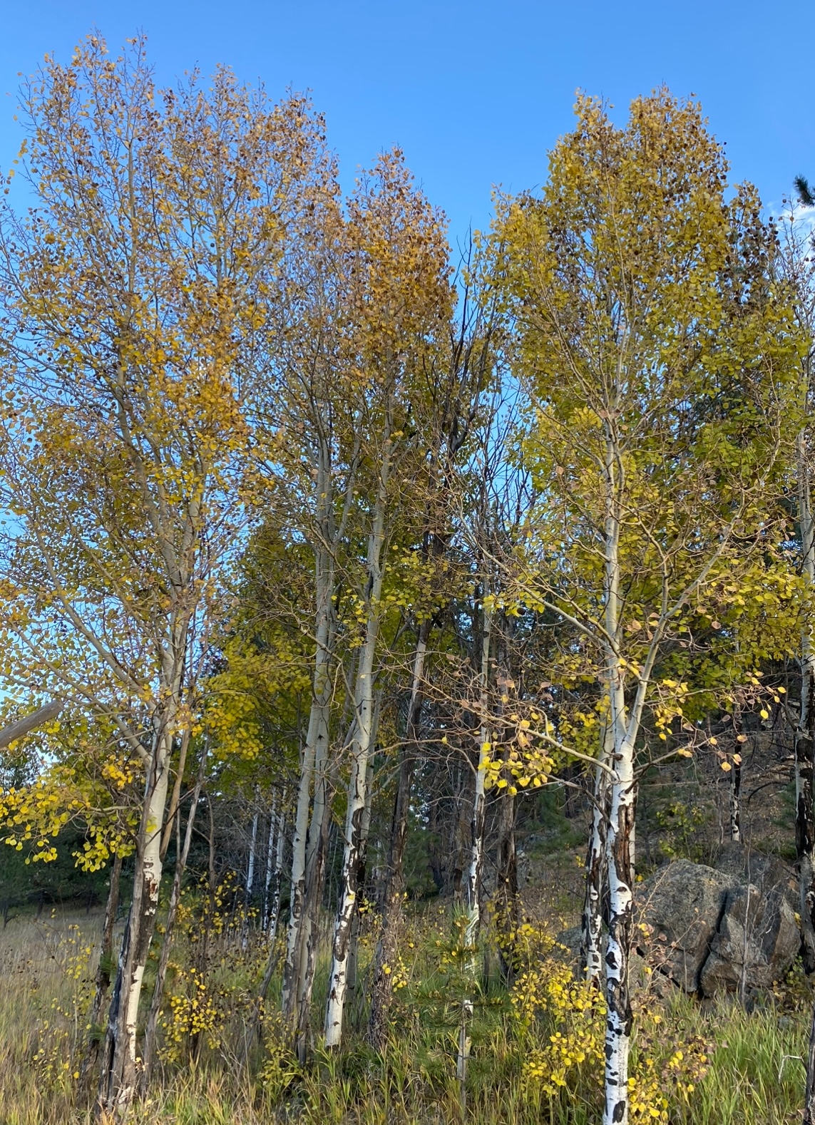 Arcadia Villa Ranch & Retreat – Photo 5